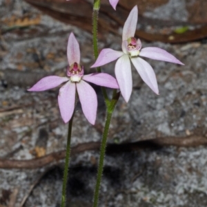 Caladenia hillmanii at Myola, NSW - suppressed