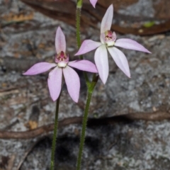 Caladenia hillmanii (Purple Heart Orchid) at Callala Creek Bushcare - 26 Aug 2013 by AlanS