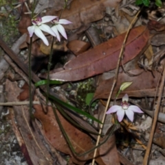 Caladenia hillmanii at Myola, NSW - 27 Aug 2013