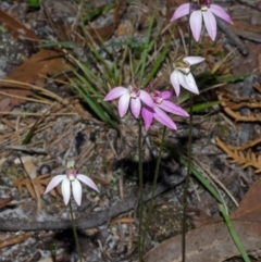 Caladenia hillmanii at Myola, NSW - suppressed