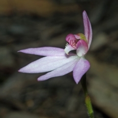 Caladenia hillmanii (Purple Heart Orchid) at Yerriyong, NSW - 13 Sep 2011 by AlanS