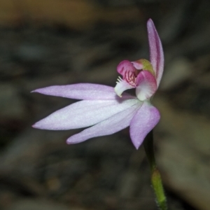 Caladenia hillmanii at Yerriyong, NSW - 14 Sep 2011