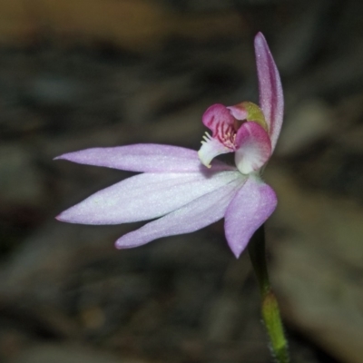 Caladenia hillmanii (Purple Heart Orchid) at Yerriyong, NSW - 14 Sep 2011 by AlanS