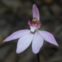 Caladenia hillmanii at Yerriyong, NSW - 14 Sep 2011