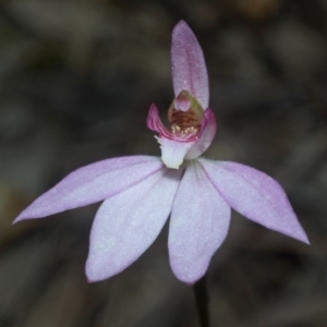 Caladenia hillmanii at Yerriyong, NSW - 14 Sep 2011