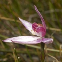 Caladenia hillmanii (Purple Heart Orchid) at Browns Mountain, NSW - 22 Sep 2011 by AlanS