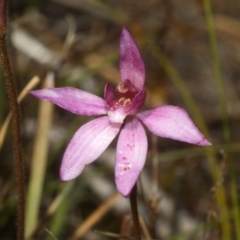 Caladenia hillmanii at Browns Mountain, NSW - suppressed