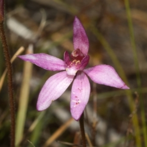 Caladenia hillmanii at Browns Mountain, NSW - suppressed