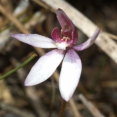 Caladenia hillmanii at Browns Mountain, NSW - suppressed