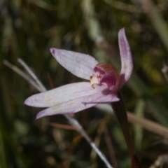 Caladenia hillmanii at Browns Mountain, NSW - suppressed