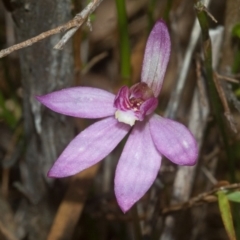 Caladenia hillmanii at Browns Mountain, NSW - 23 Sep 2011