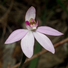Caladenia hillmanii (Purple Heart Orchid) at Jervis Bay National Park - 30 Aug 2013 by AlanS