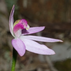 Caladenia hillmanii at Comberton, NSW - suppressed