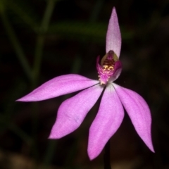 Caladenia hillmanii (Purple Heart Orchid) at Callala Beach, NSW - 8 Sep 2011 by AlanS