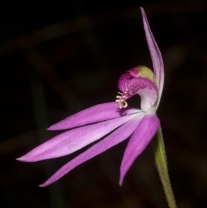 Caladenia hillmanii at Callala Beach, NSW - 9 Sep 2011