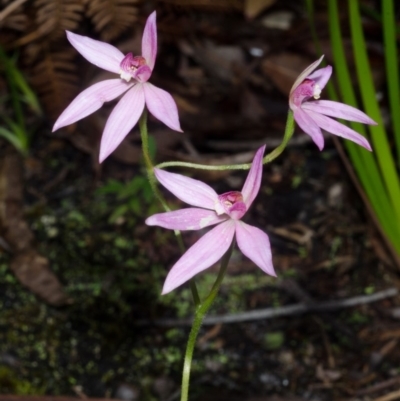 Caladenia hillmanii (Purple Heart Orchid) at Myola, NSW - 25 Sep 2015 by AlanS