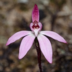 Caladenia mentiens (Cryptic Pink-fingers) at Tianjara, NSW - 21 Sep 2013 by AlanS