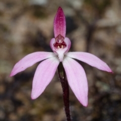 Caladenia mentiens (Cryptic Pink-fingers) at Tianjara, NSW - 22 Sep 2013 by AlanS