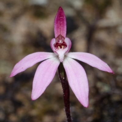 Caladenia mentiens (Cryptic Pink-fingers) at Tianjara, NSW - 22 Sep 2013 by AlanS