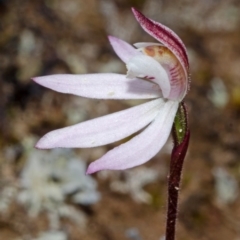 Caladenia mentiens at Tianjara, NSW - 22 Sep 2013