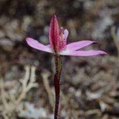 Caladenia mentiens at Tianjara, NSW - 22 Sep 2013