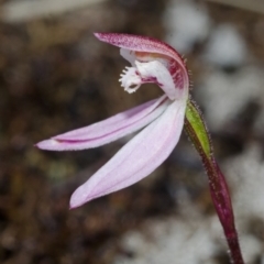 Caladenia mentiens at Tianjara, NSW - 22 Sep 2013