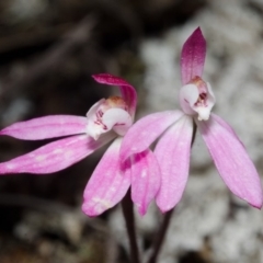 Caladenia mentiens at Tianjara, NSW - suppressed