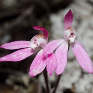 Caladenia mentiens at Tianjara, NSW - suppressed