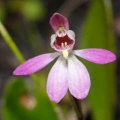 Caladenia mentiens (Cryptic Pink-fingers) at Yerriyong State Forest - 21 Sep 2013 by AlanS