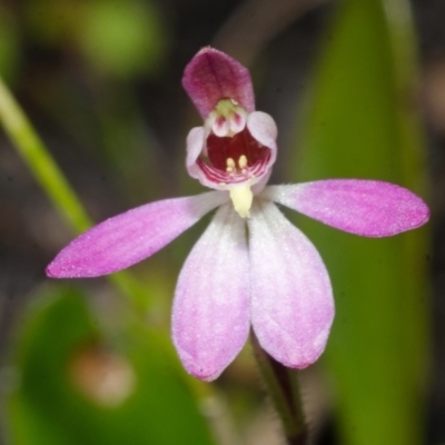Caladenia mentiens (Cryptic Pink-fingers) at Yerriyong State Forest - 21 Sep 2013 by AlanS
