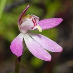 Caladenia mentiens at Jerrawangala, NSW - 22 Sep 2013