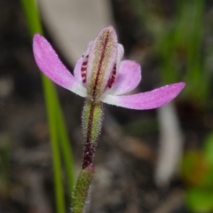 Caladenia mentiens at Jerrawangala, NSW - 22 Sep 2013