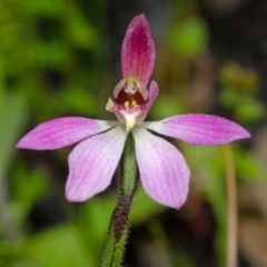 Caladenia mentiens at Jerrawangala, NSW - 22 Sep 2013