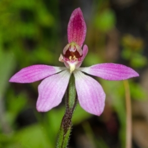 Caladenia mentiens at Jerrawangala, NSW - 22 Sep 2013