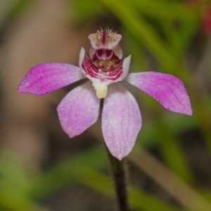 Caladenia mentiens at Jerrawangala, NSW - 22 Sep 2013