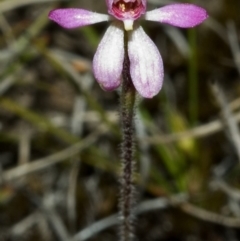 Caladenia mentiens (Cryptic Pink-fingers) at Sassafras, NSW - 13 Oct 2005 by AlanS