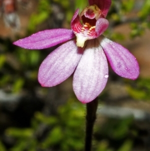 Caladenia mentiens at Tianjara, NSW - suppressed