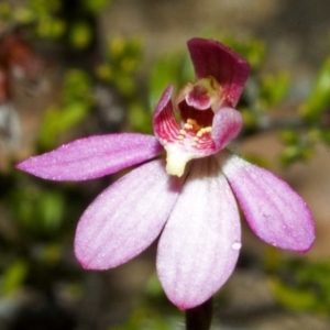 Caladenia mentiens at Tianjara, NSW - suppressed