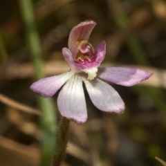 Caladenia mentiens (Cryptic Pink-fingers) at Beaumont, NSW - 21 Oct 2011 by AlanS
