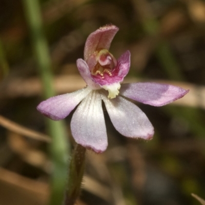 Caladenia mentiens (Cryptic Pink-fingers) at Beaumont, NSW - 21 Oct 2011 by AlanS