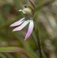 Caladenia mentiens at Beaumont, NSW - suppressed