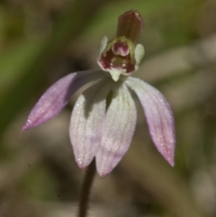 Caladenia mentiens at Beaumont, NSW - suppressed