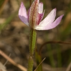 Caladenia mentiens at Beaumont, NSW - suppressed