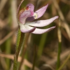 Caladenia mentiens at Beaumont, NSW - suppressed