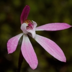 Caladenia mentiens (Cryptic Pink-fingers) at Sassafras, NSW - 22 Sep 2013 by AlanS