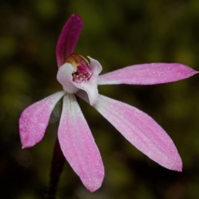 Caladenia mentiens (Cryptic Pink-fingers) at Sassafras, NSW - 21 Sep 2013 by AlanS