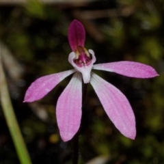 Caladenia mentiens at Sassafras, NSW - suppressed