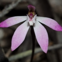 Caladenia mentiens at Sassafras, NSW - suppressed