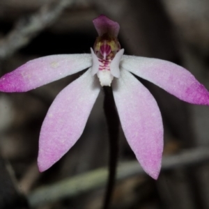 Caladenia mentiens at Sassafras, NSW - suppressed