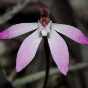 Caladenia mentiens at Sassafras, NSW - 22 Sep 2013